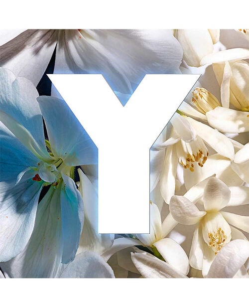 Y Live Eau De Toilette Intense